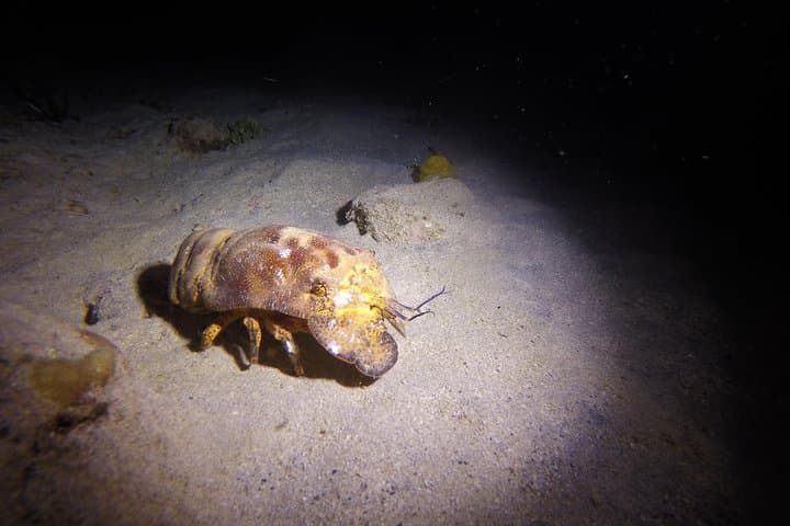 Sunset Night Dive in St. Thomas: Certified Diver Night Scuba Adventure