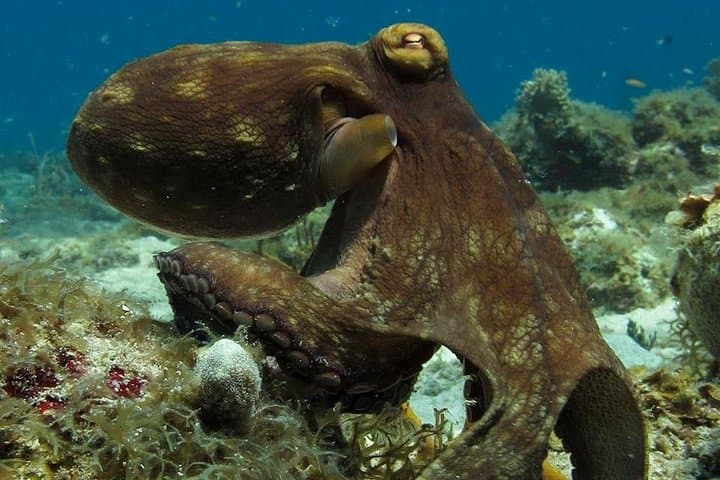 Two-Tank Certified Dives in St. Thomas: Reefs, Wrecks & Small-Group Boat Trips