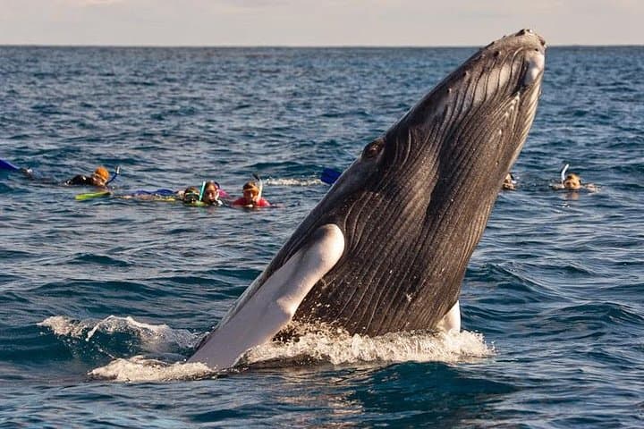 Samana Whale Watching and Cayo Levantado Island Tour — Full-Day Boat Excursion photo 3