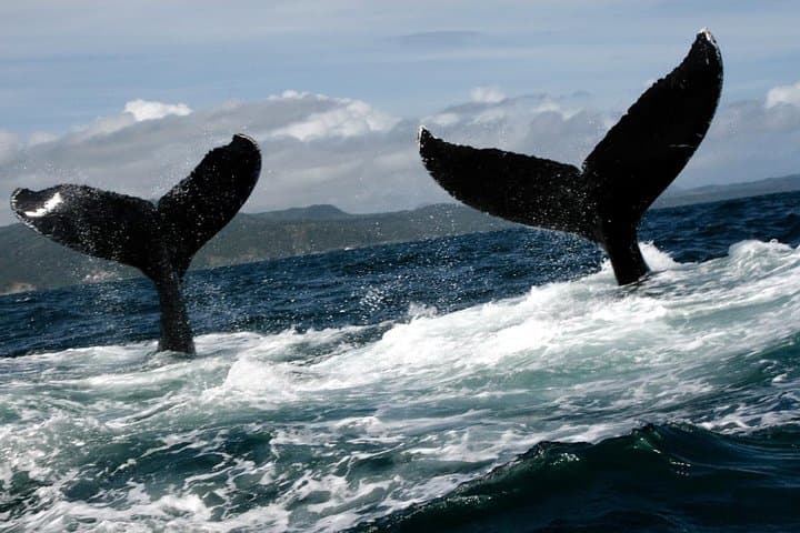 Samana Whale Watching and Cayo Levantado Island Tour — Full-Day Boat Excursion photo 5