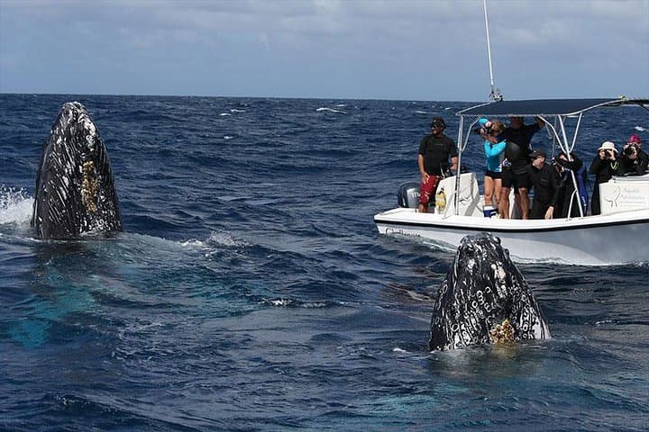 Samana Whale Watching and Cayo Levantado Island Tour — Full-Day Boat Excursion photo 6