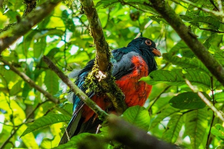 Arenal Hiking Trio: Hanging Bridges, La Fortuna Waterfall & Volcano Trails photo 4