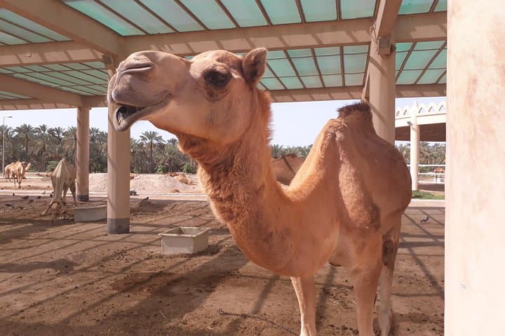 Shared Cultural Transit in Manama: Group Tour to Bahrain Fort, Mosque & Souk from $80 photo 5