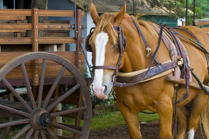 Gaucho Fiesta at Estancia Santa Susana: Day Ranch Experience from Buenos Aires photo 3