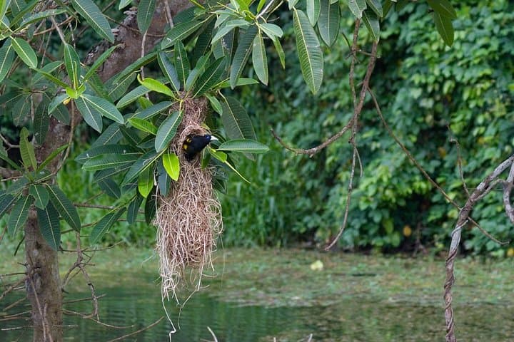 4-Day Manu Bird Watchers Paradise: Cloud Forest to Amazon Birding photo 2