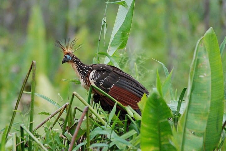 4-Day Manu Bird Watchers Paradise: Cloud Forest to Amazon Birding photo 3