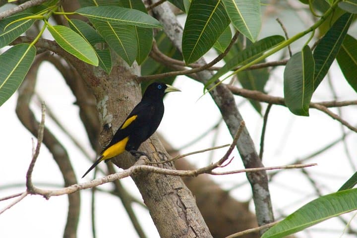 4-Day Manu Bird Watchers Paradise: Cloud Forest to Amazon Birding photo 4