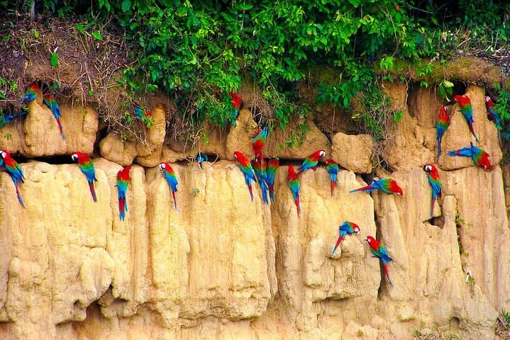 4-Day Manu Bird Watchers Paradise: Cloud Forest to Amazon Birding photo 5