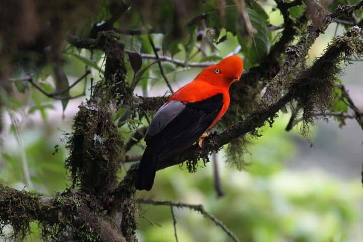 4-Day Manu Bird Watchers Paradise: Cloud Forest to Amazon Birding photo 6