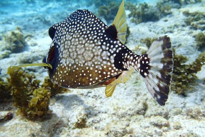 Sail and Snorkel Les Saintes: Full-Day Trip from Rivière-Sens Marina photo 5
