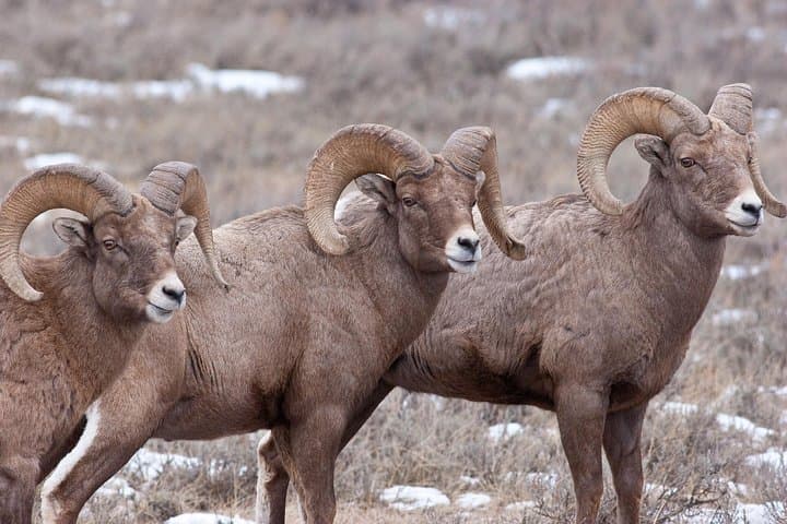 Jackson Hole Wildlife Safari — Best of Winter Elk, Bison & Optional Sleigh Ride photo 2