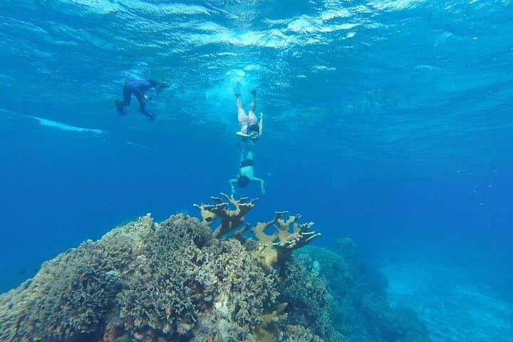 Cozumel Snorkeling & Beach Club Day Trip — Small-Group Guided Reef Tour photo 3