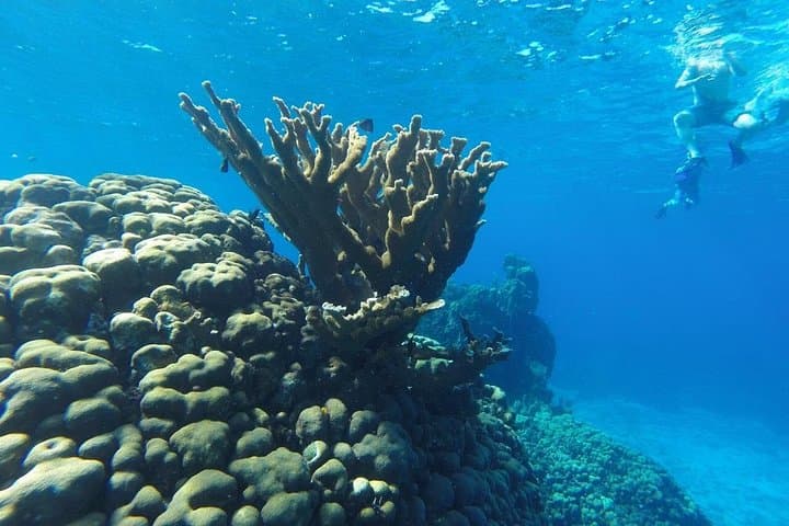 Cozumel Snorkeling & Beach Club Day Trip — Small-Group Guided Reef Tour photo 4
