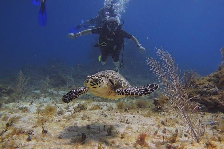 Tulum & Akumal Snorkel with Four Cenotes: Small-Group Day Tour from Playa del Carmen photo 3
