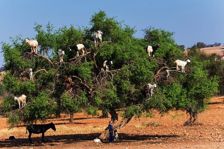 Essaouira Day Trip from Marrakech: Argan Forest, Medina & Atlantic Harbor