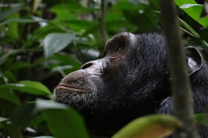 5-Day Gorilla and Chimpanzee Tracking Safari in Uganda photo 3