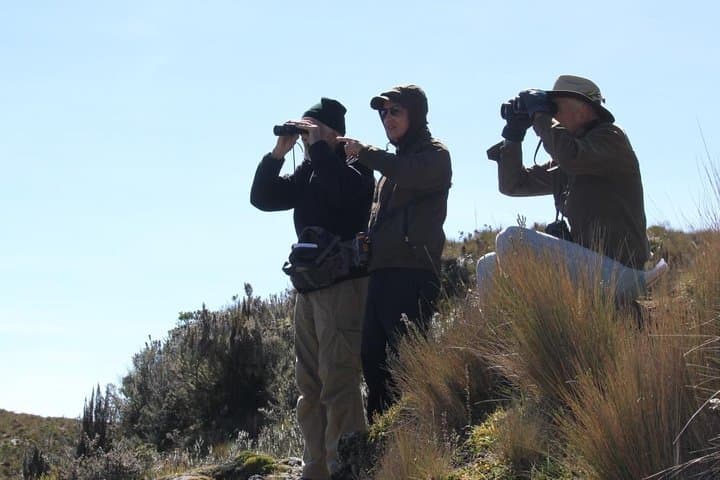 High-Andean Birdwatching in El Cajas: Day Tour from Cuenca