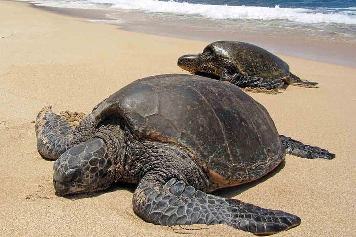 Sukamade Turtle Beach Night Tour — 2-Day Nesting & Hatchling Release
