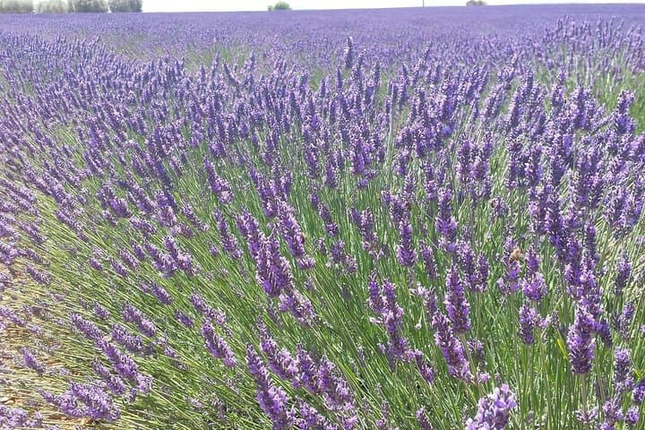 Half-Day Lavender Fields Tour from Avignon: Sault, Gordes & Sénanque photo 2