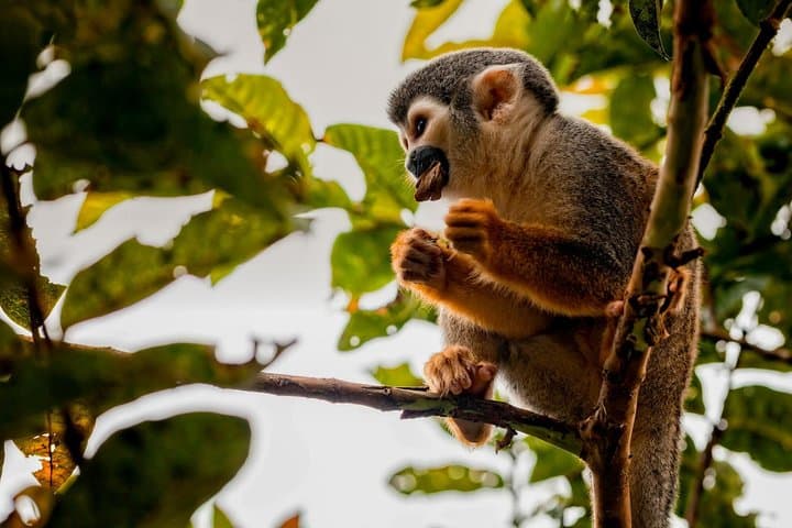 4-Day Cuyabeno Wildlife Reserve Adventure: Amazon Lodge & River Canoe Tours