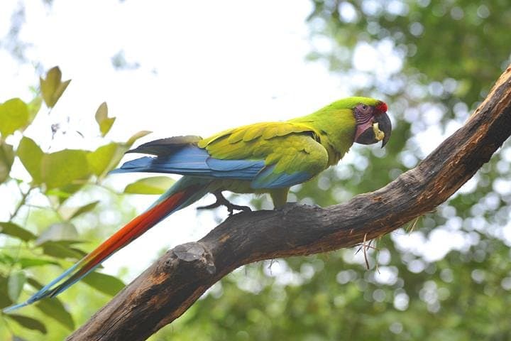 Cerro Blanco Birdwatching from Guayaquil — Half-Day Tumbesian Dry Forest Tour photo 2