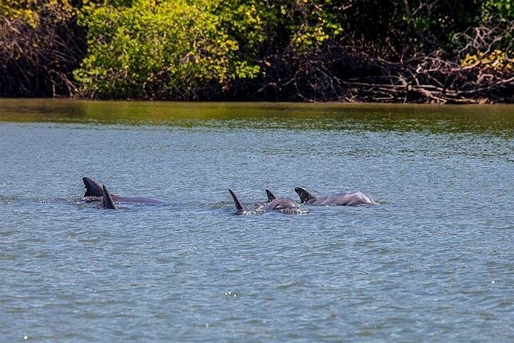 Dolphin Watching in Puerto El Morro: Day Cruise from Guayaquil photo 2