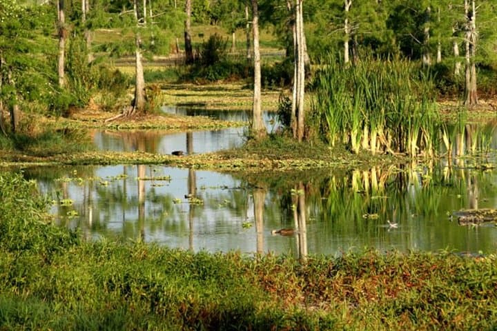 Private 4-Hour Everglades Airboat & Wildlife Tour from Miami photo 2