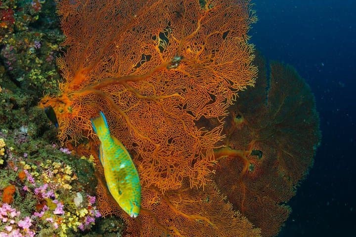 Full-Day Phi Phi Dive Trip from Phuket — 3 Dives at Koh Bida, Shark Point & Koh Doc Mai photo 4