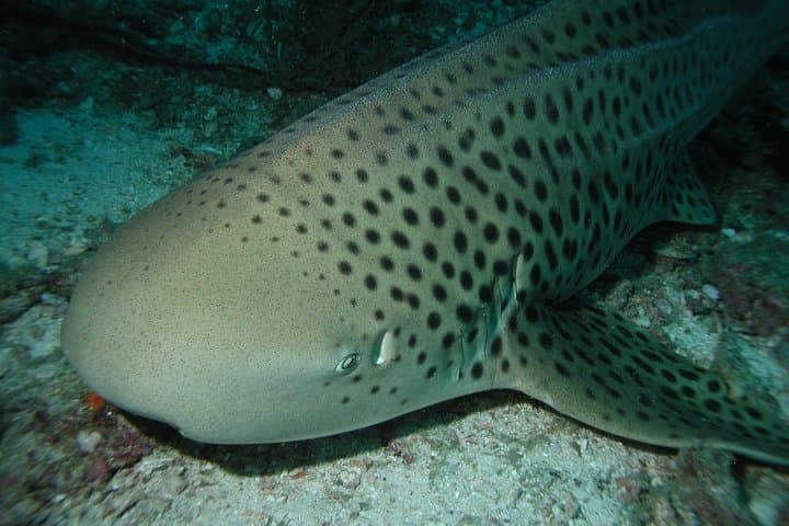 Full-Day Phi Phi Dive Trip from Phuket — 3 Dives at Koh Bida, Shark Point & Koh Doc Mai photo 5