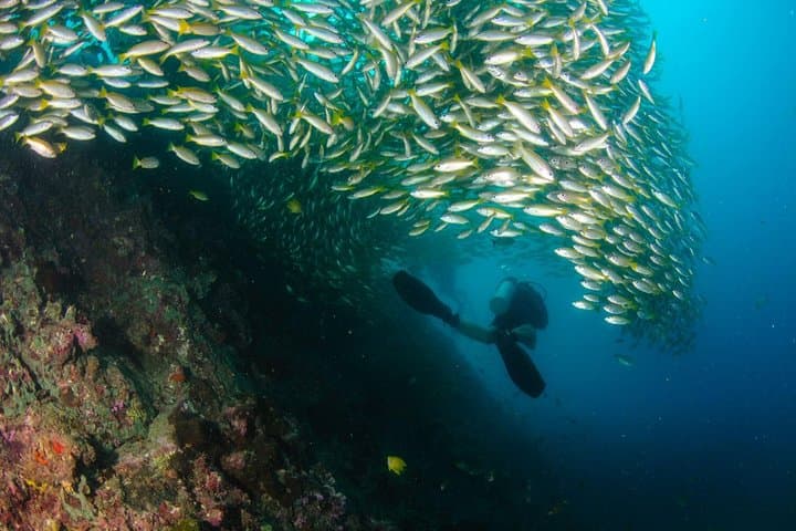 Full-Day Phi Phi Dive Trip from Phuket — 3 Dives at Koh Bida, Shark Point & Koh Doc Mai photo 2