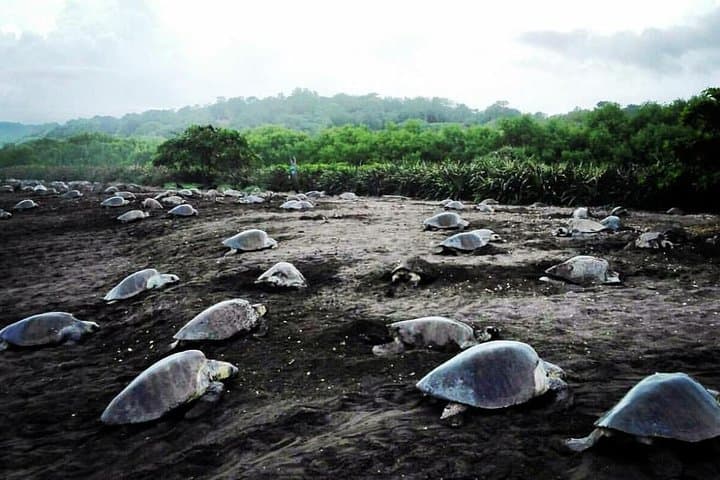 Turtle Night Walk Near Sámara Beach — Guided Sea Turtle Nesting Tour photo 2