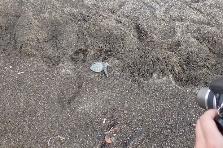 Turtle Night Walk Near Sámara Beach — Guided Sea Turtle Nesting Tour photo 6