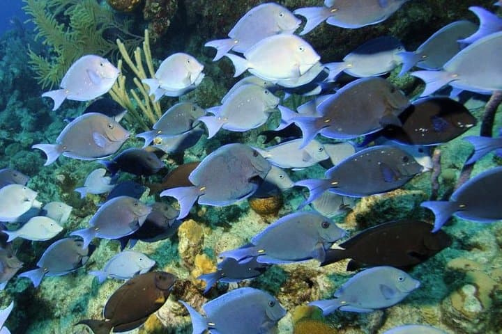 Grand Turk Supreme Snorkeling: Amazing Wall, Gibbs Cay & Stingrays photo 2