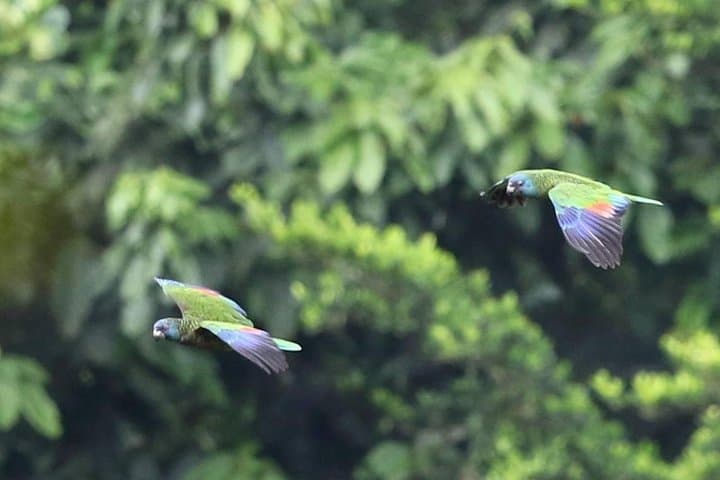 St. Lucia Rainforest Parrot Hike and Waterfall Swim