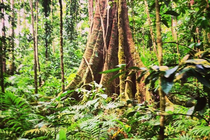 St. Lucia Rainforest Parrot Hike and Waterfall Swim photo 2