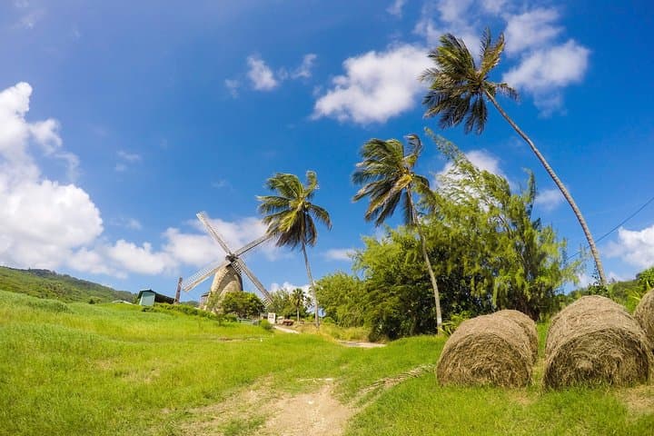 Barbados Island Tour: Monkey Feeding, Bathsheba & Turtle Snorkel in Carlisle Bay photo 6