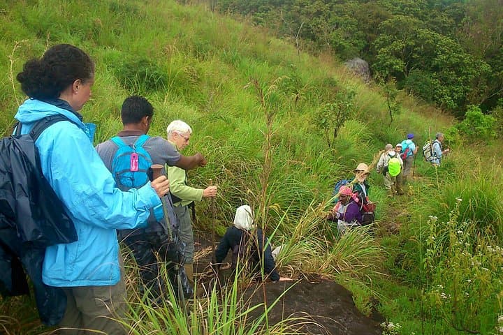 Half-Day Top Valley Trek in Munnar: Tea Terraces, Shola Trails & Misty Views photo 6