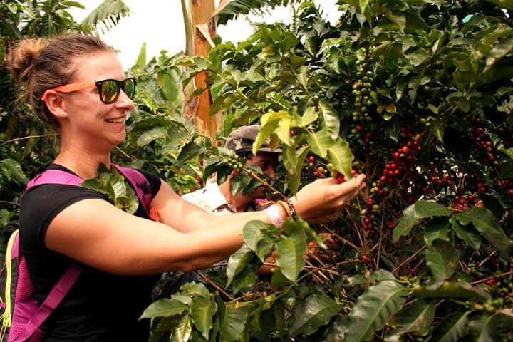 Cali Coffee Tour: Authentic Colombian Coffee Farm Experience photo 3