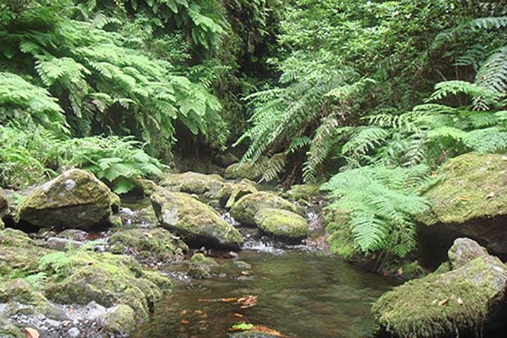 Kings Levada Walk São Jorge — Levada Trails, Tunnels & Native Forest in Santana, Madeira