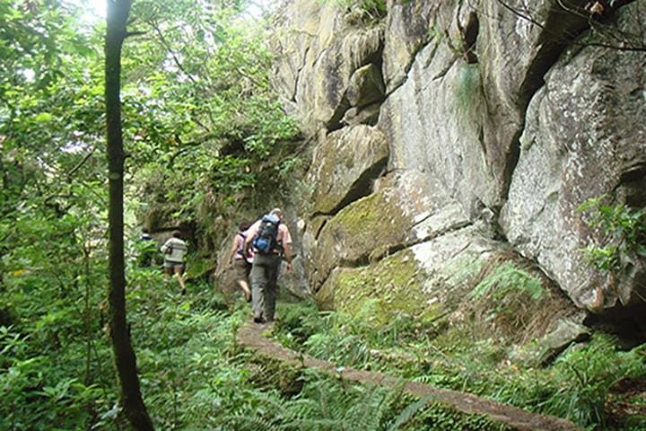 Laurissilva Forest Walk: Ribeiro Frio to Portela Levada Hike in Madeira photo 2