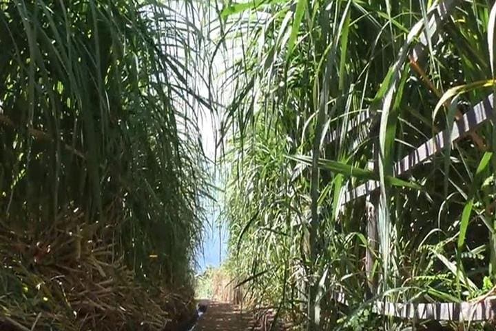 Sugar Cane Route Levada Walk — Ponta do Sol Coastal Plantation Trail photo 2