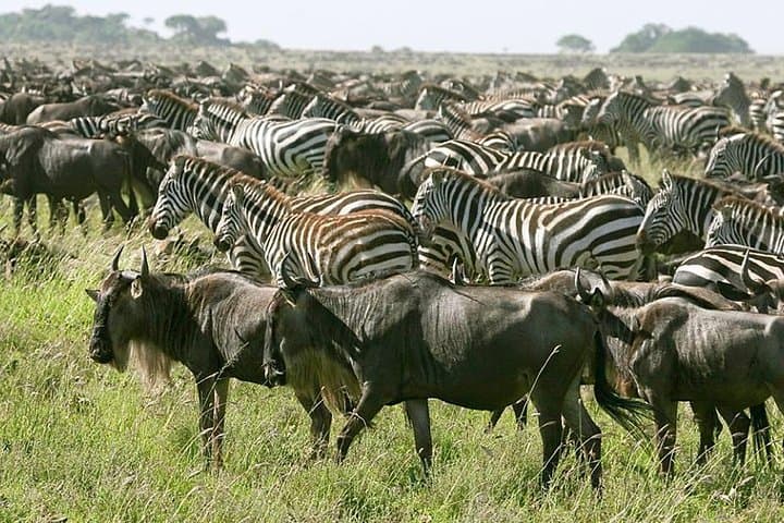 4-Day Tarangire, Serengeti & Ngorongoro Safari from Arusha