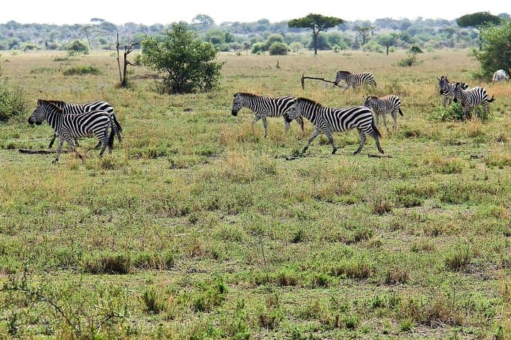 4-Day Tarangire, Serengeti & Ngorongoro Safari from Arusha photo 2