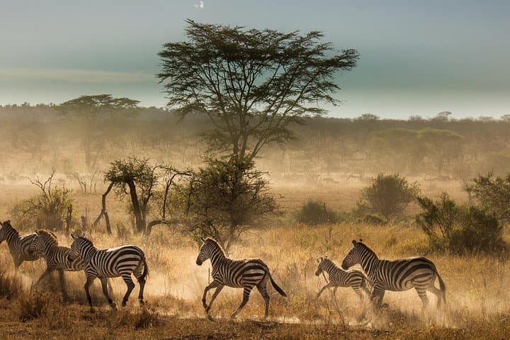 6-Day Tanzania Budget Camping Safari: Serengeti, Ngorongoro & Tarangire Wildlife Tour