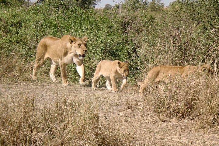 3-Day Ngorongoro Crater Safari: Wildlife, Culture & Crater Descent from Arusha