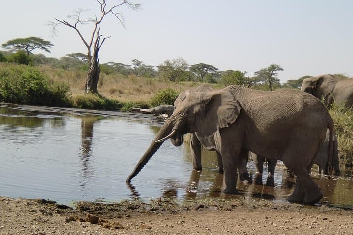 4-Day Lake Manyara, Ngorongoro & Tarangire Safari from Arusha