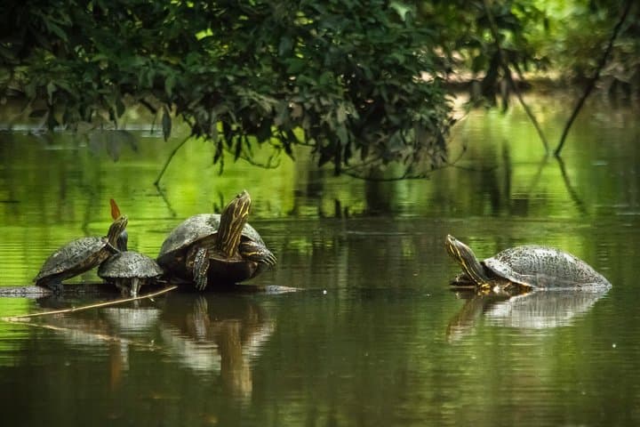 Canals, Turtles, and Dawn Choruses