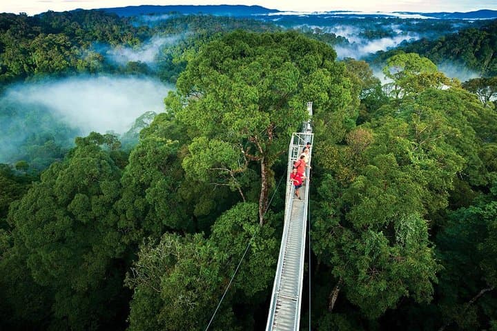 Monteverde Cloud Forest Hanging Bridges & Zipline Day Tour from San José