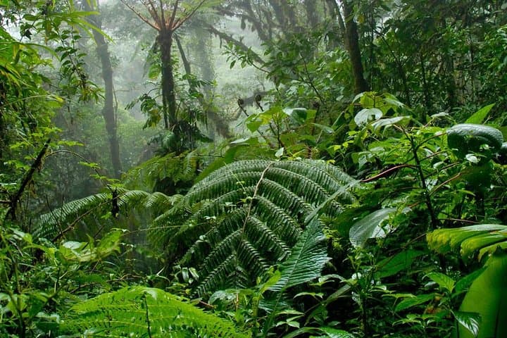 Monteverde Cloud Forest Hanging Bridges & Zipline Day Tour from San José photo 2