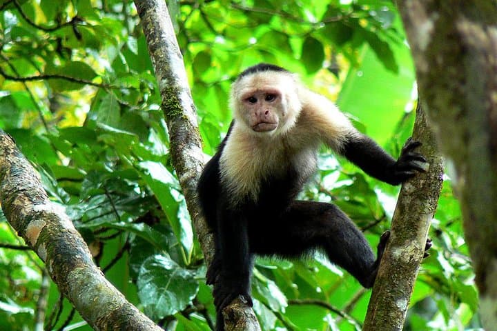 Manuel Antonio National Park Day Tour from San Jose: Wildlife, Trails & Beaches photo 4